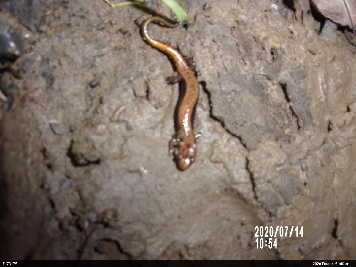Allegheny Mountain Dusky Salamander