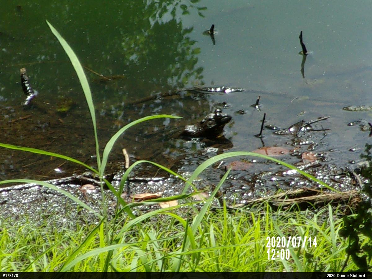 American Bullfrog