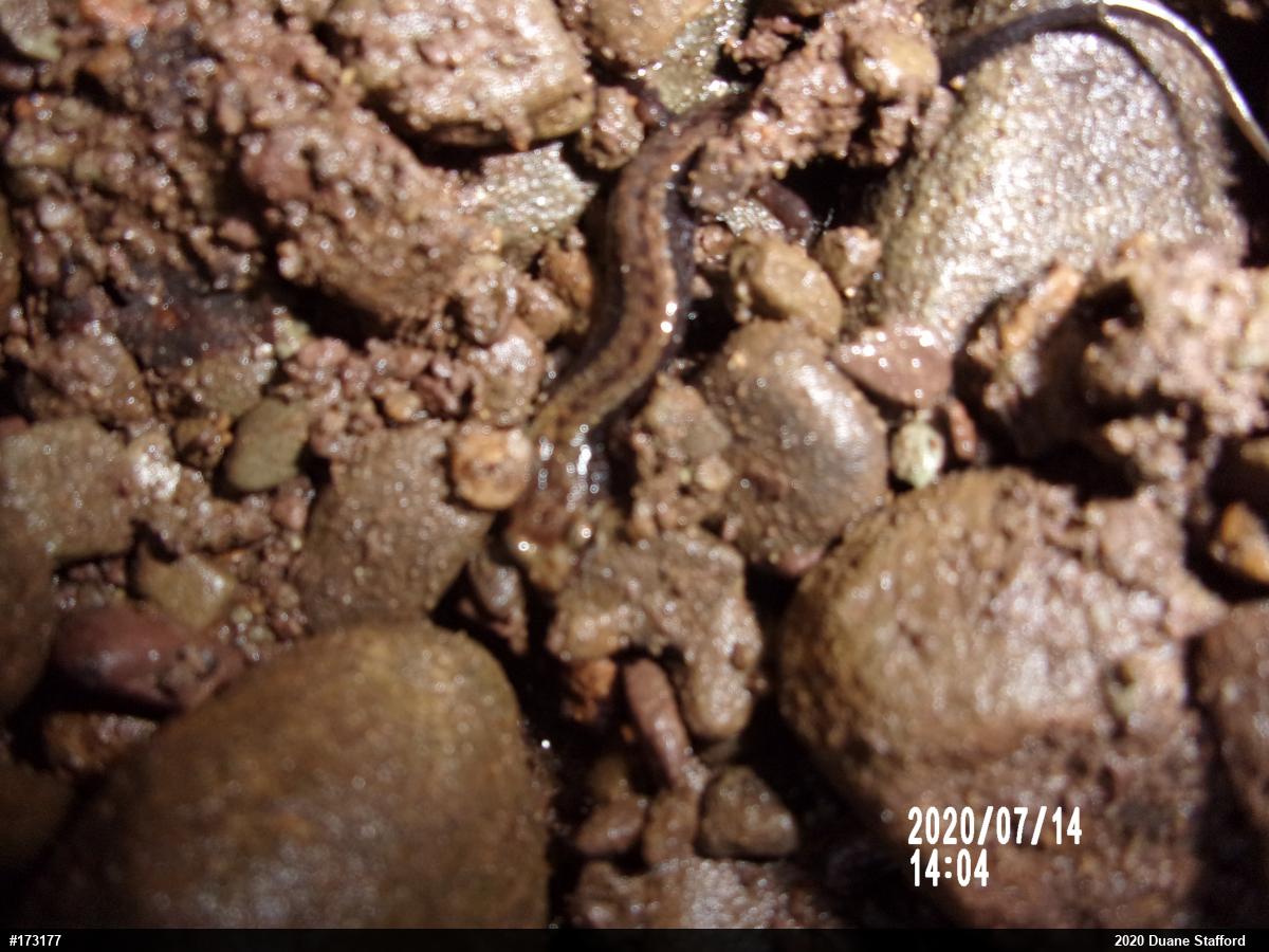 Allegheny Mountain Dusky Salamander