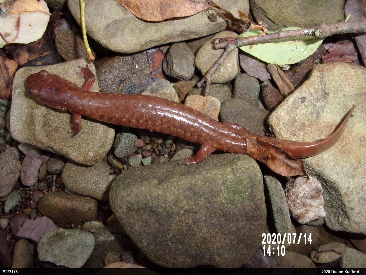 Northern Spring Salamander