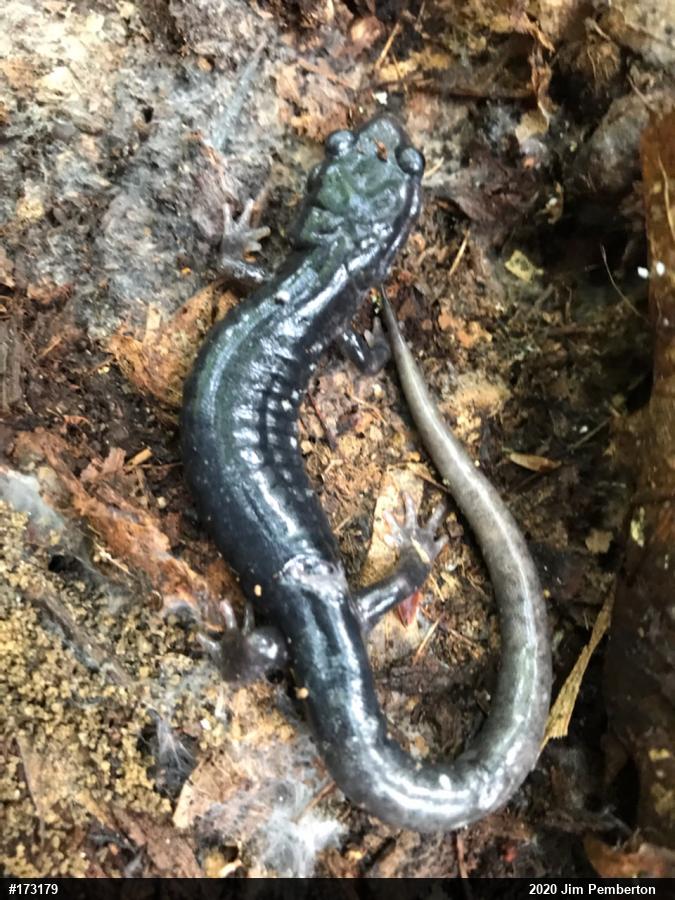 Northern Slimy Salamander
