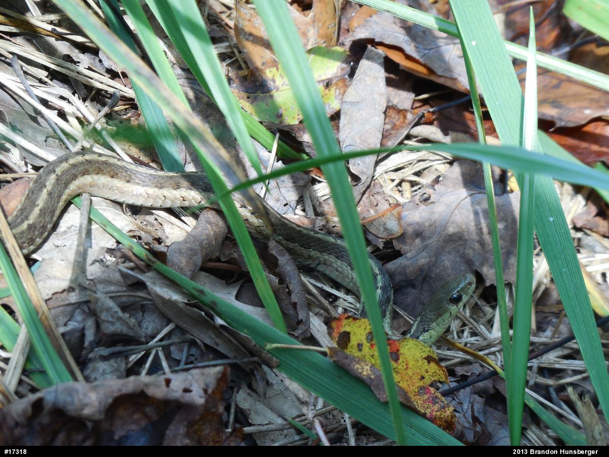 Eastern Gartersnake