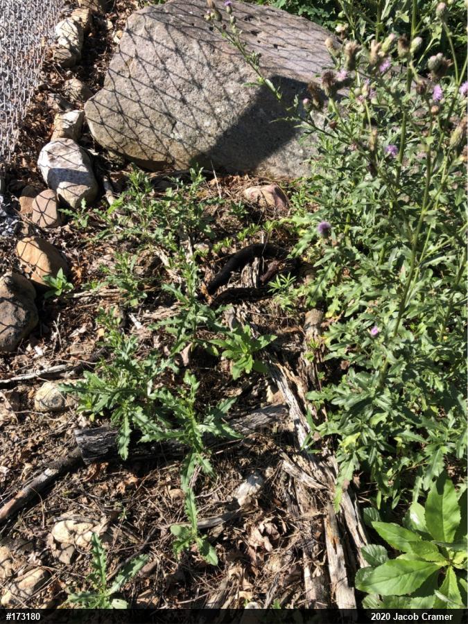 Timber Rattlesnake