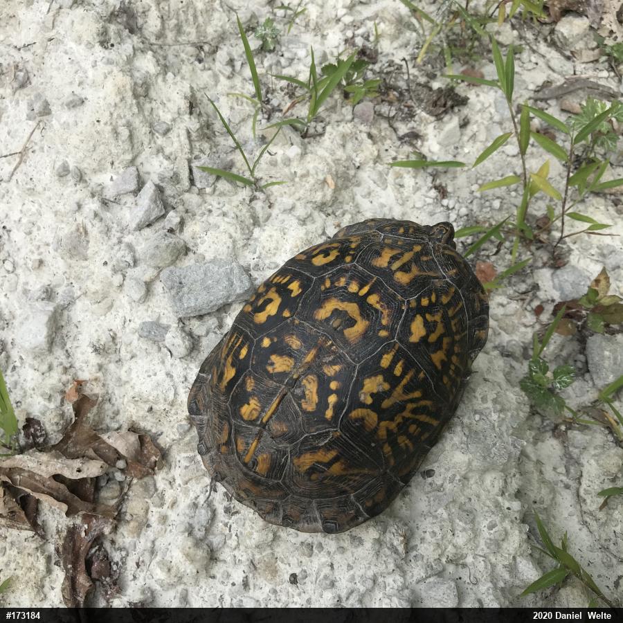 Eastern Box Turtle