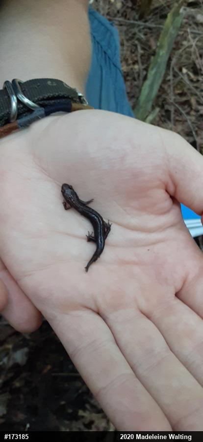 Dusky Salamanders