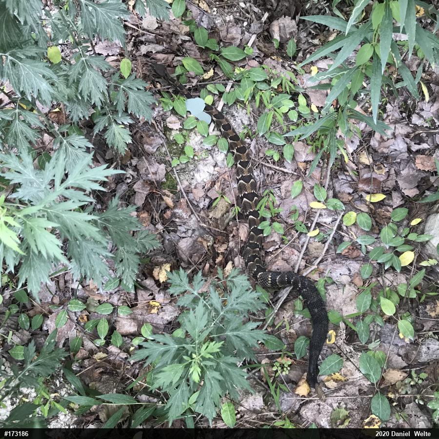 Timber Rattlesnake