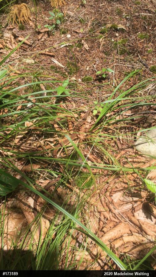 Eastern Gartersnake