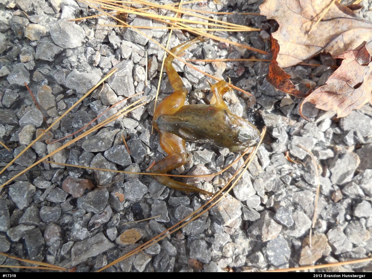 American Bullfrog