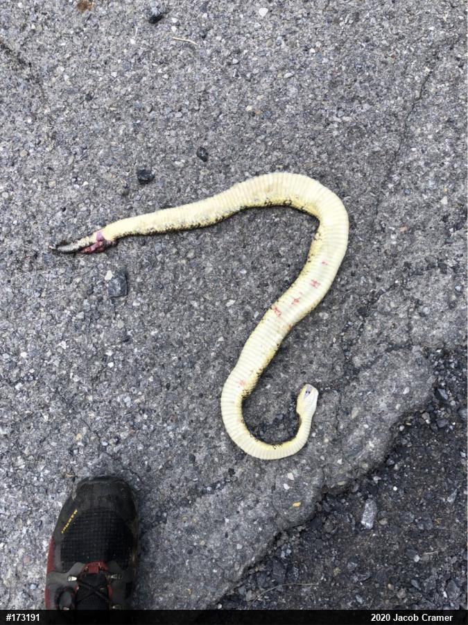 Timber Rattlesnake