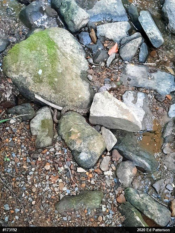 Northern Watersnake