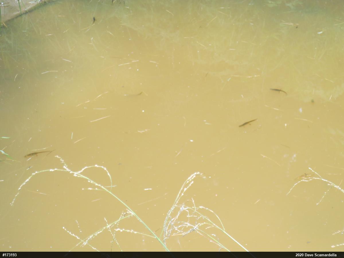 Red-spotted Newt