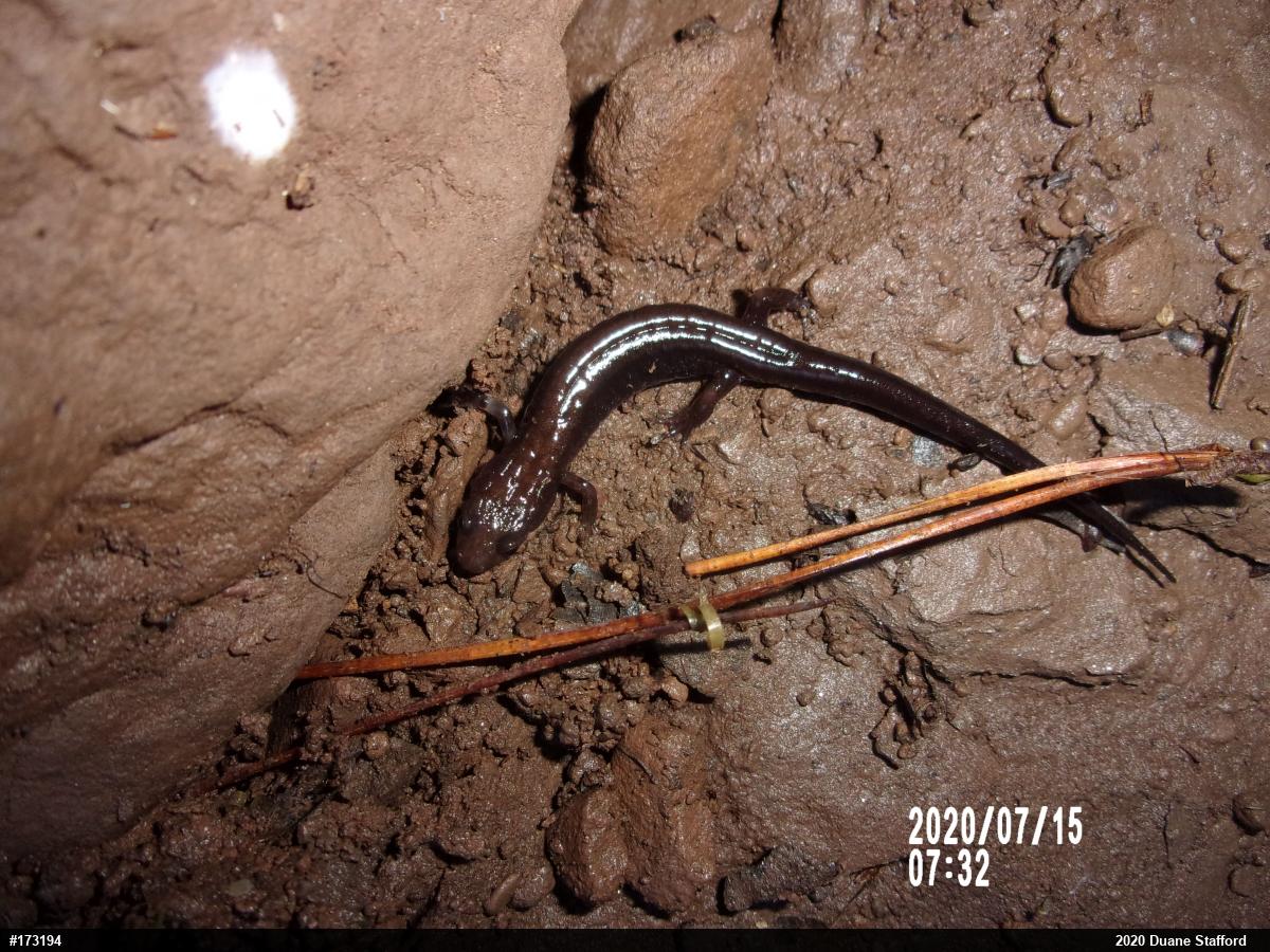 Allegheny Mountain Dusky Salamander