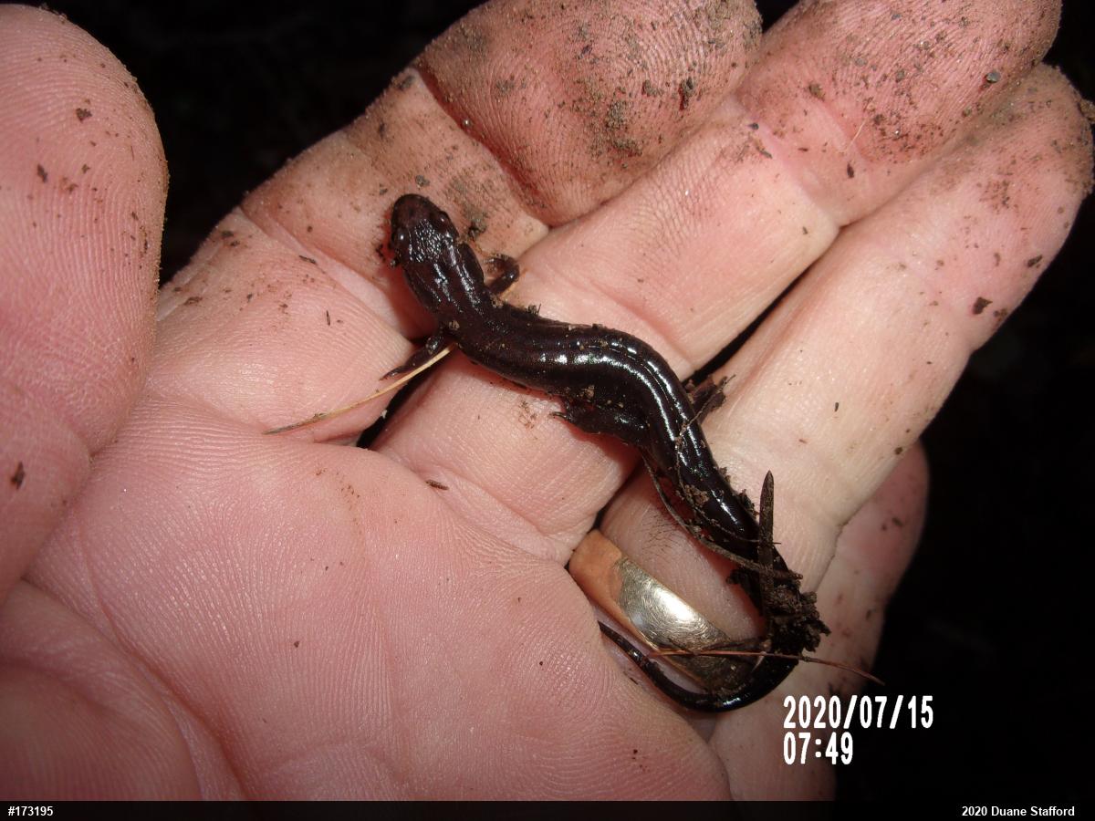 Allegheny Mountain Dusky Salamander