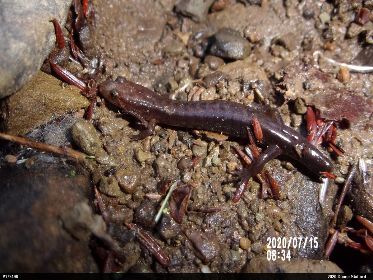 Allegheny Mountain Dusky Salamander
