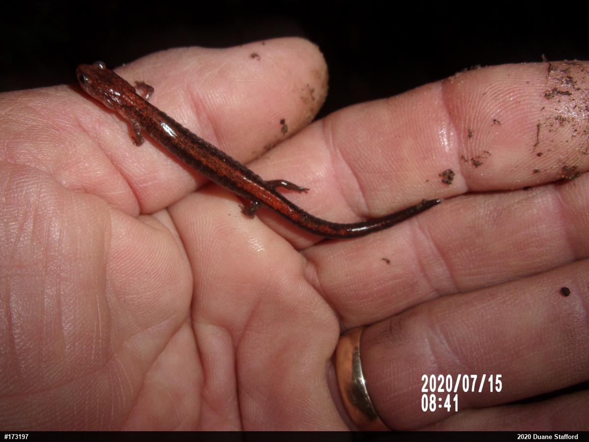 Eastern Red-backed  Salamander
