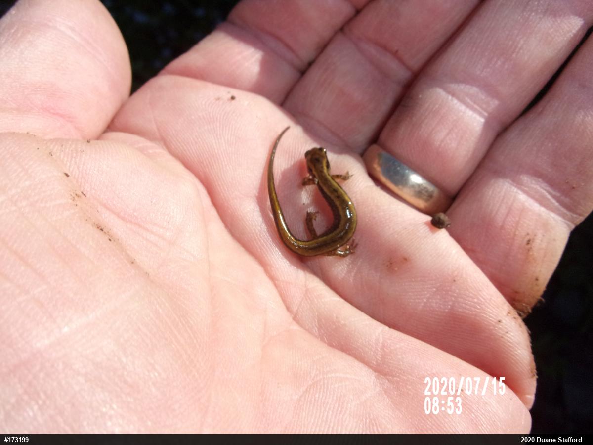 Northern Two-lined Salamander