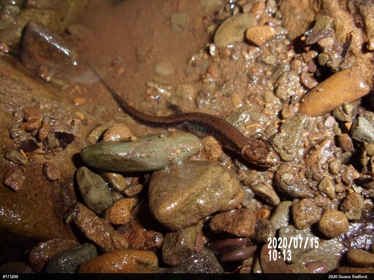 Allegheny Mountain Dusky Salamander