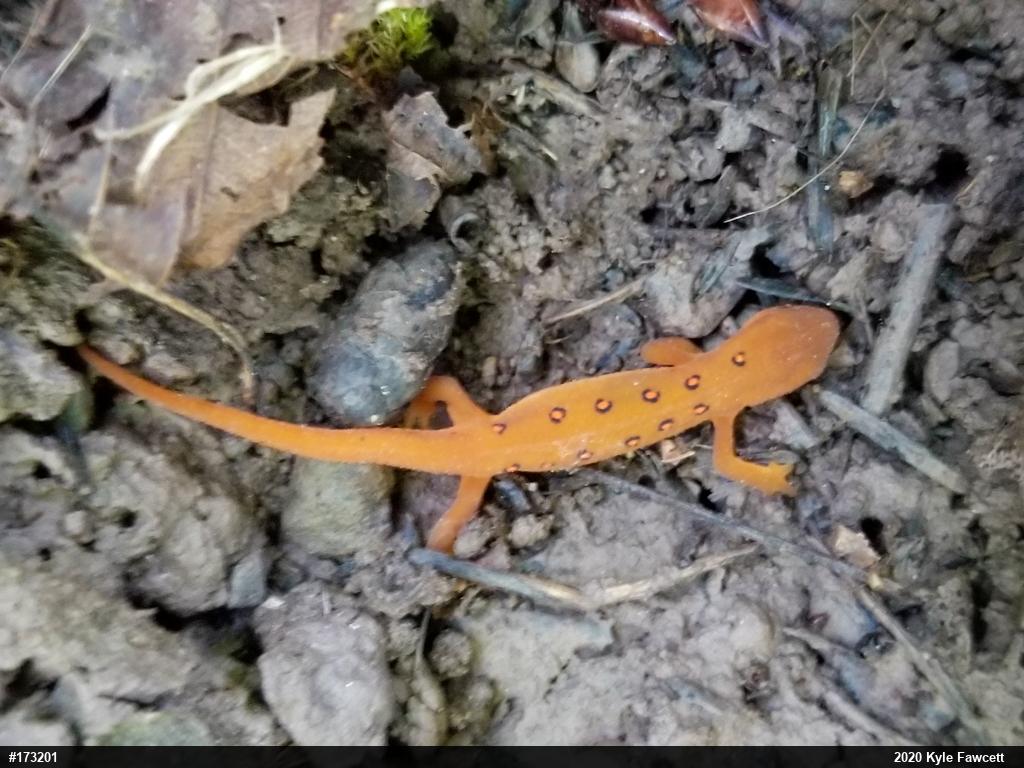 Red-spotted Newt
