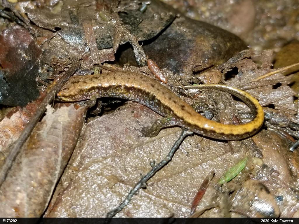 Allegheny Mountain Dusky Salamander