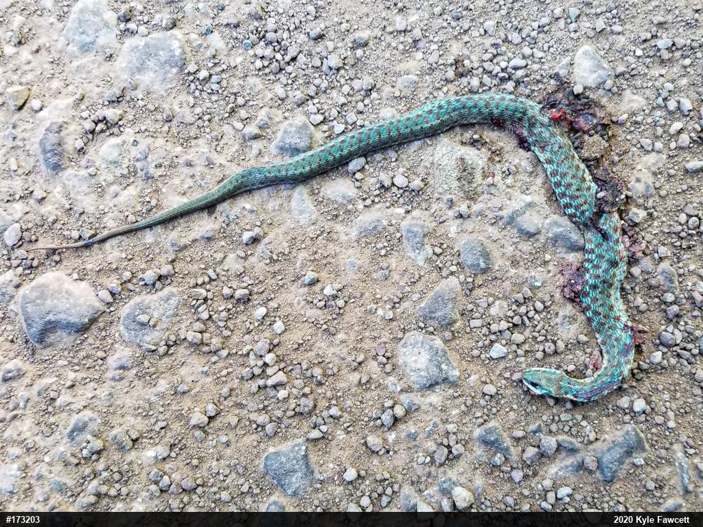 Eastern Gartersnake