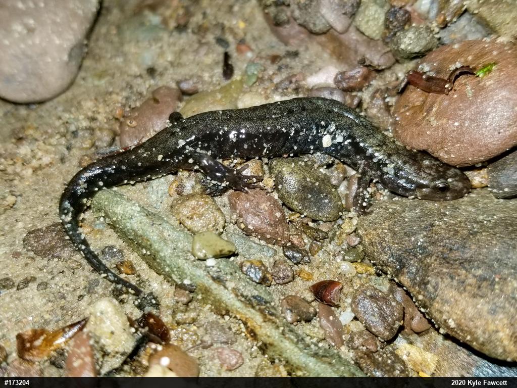 Allegheny Mountain Dusky Salamander