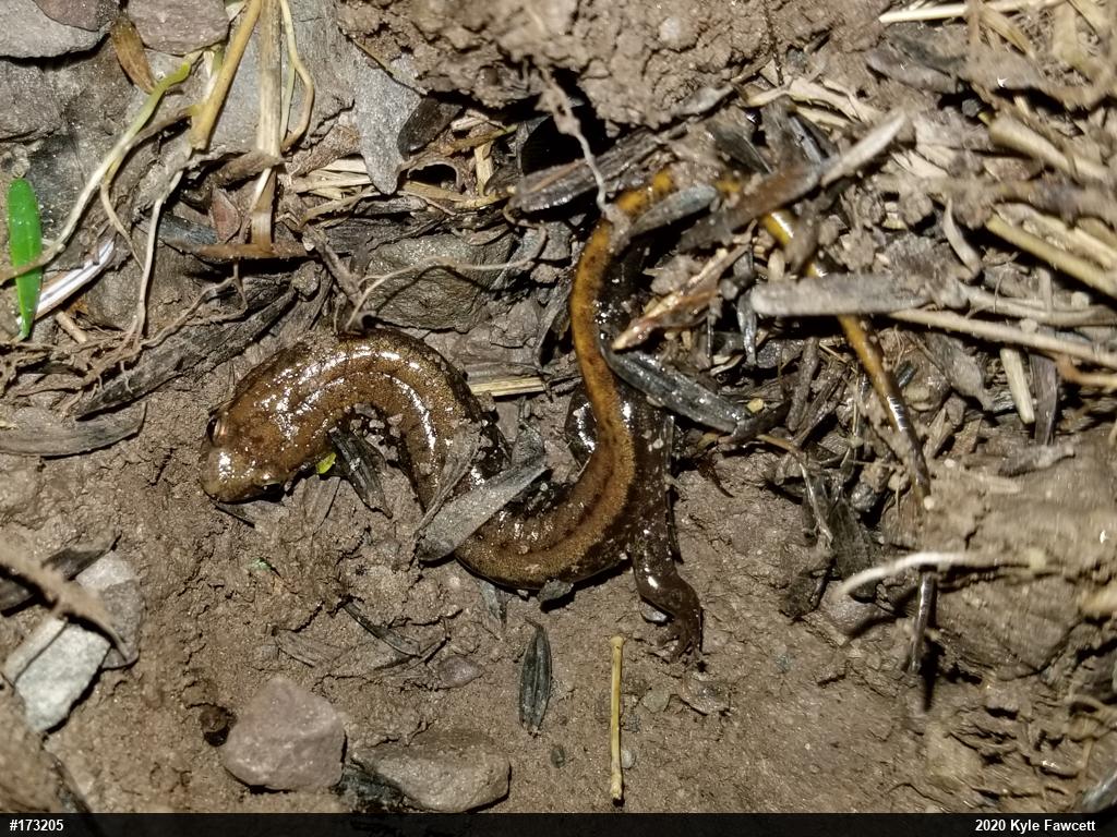 Allegheny Mountain Dusky Salamander