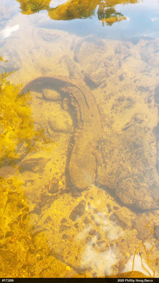 Eastern Hellbender