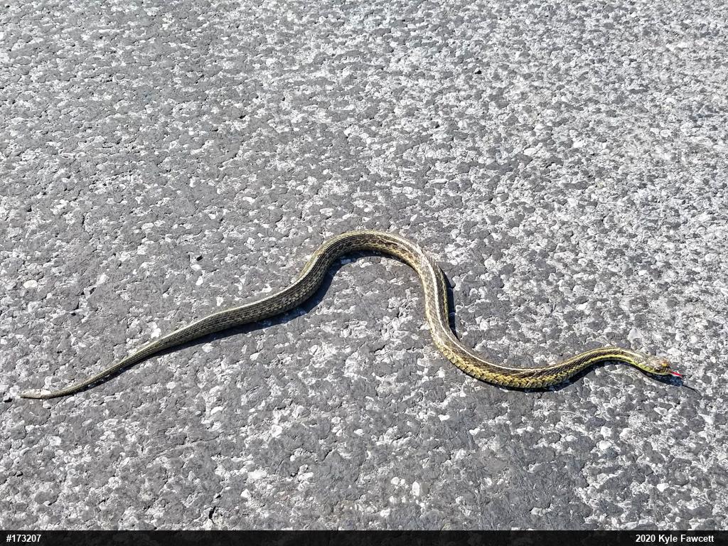 Eastern Gartersnake