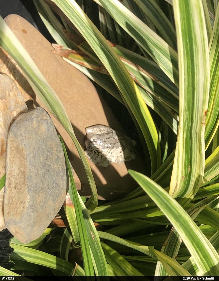 Unknown Gray Treefrog