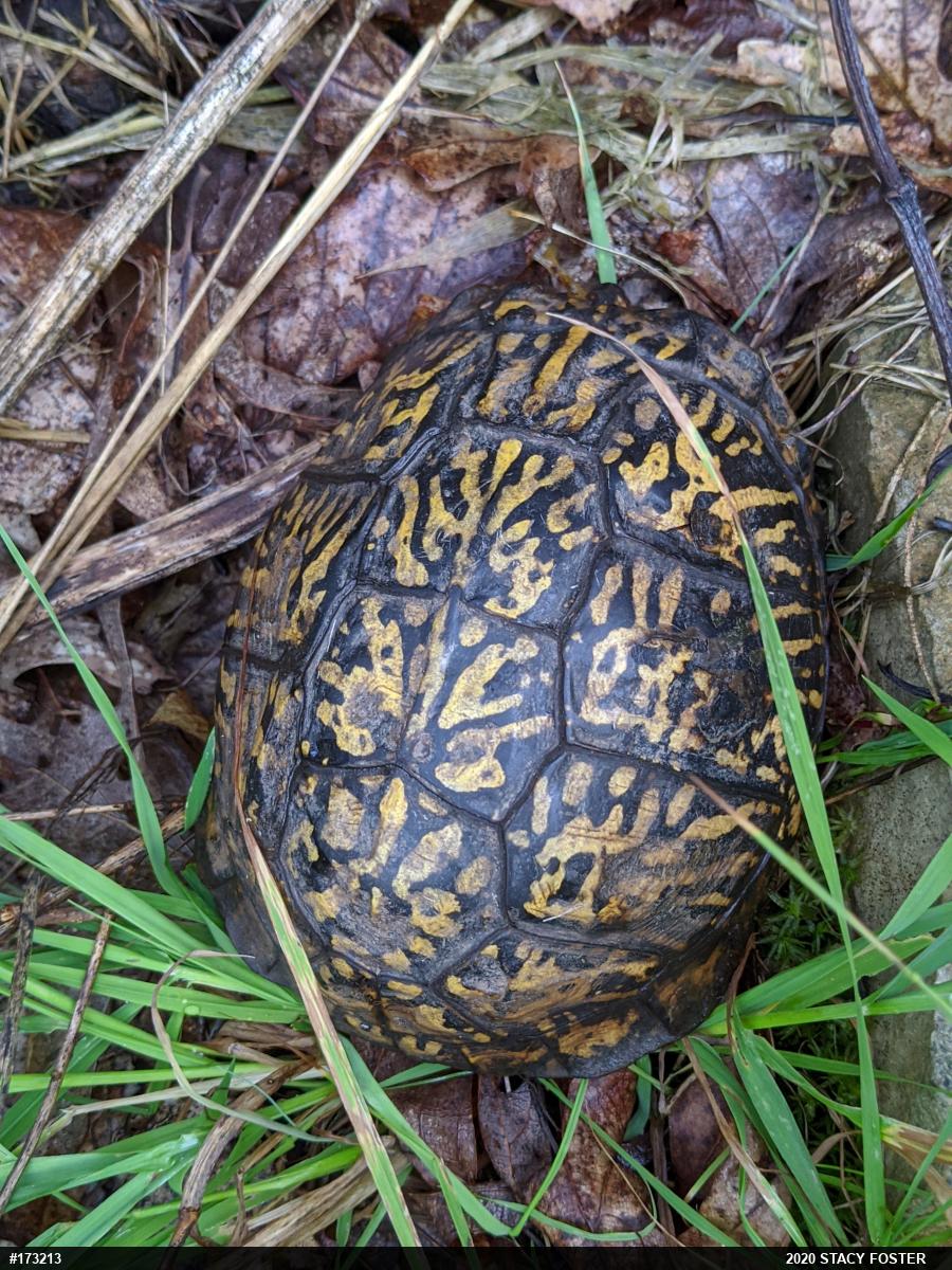 Eastern Box Turtle