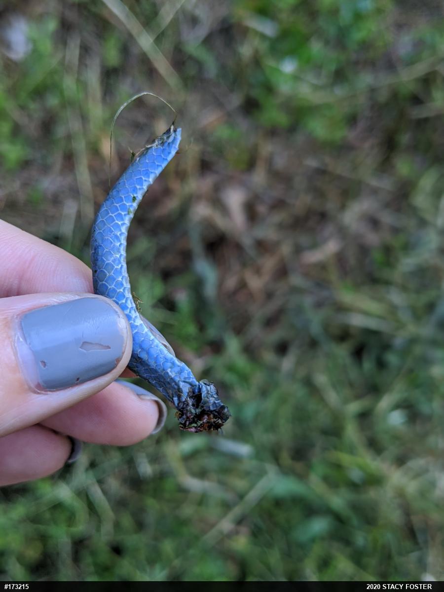 Smooth Greensnake