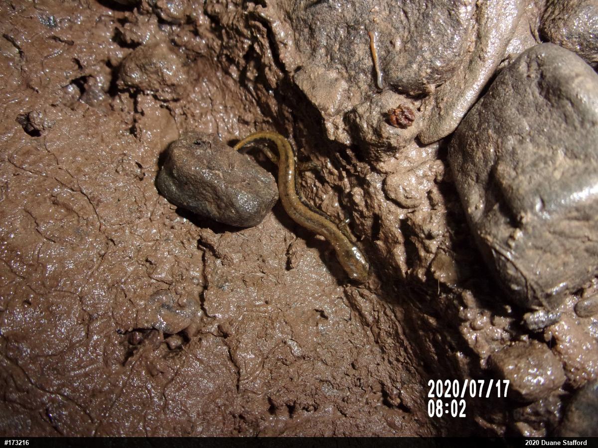 Northern Two-lined Salamander