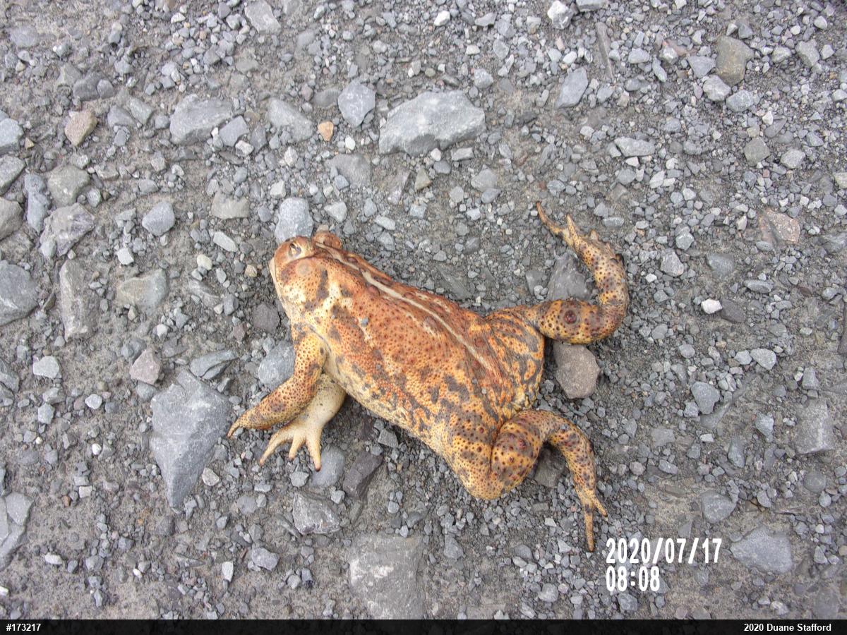 Eastern American Toad