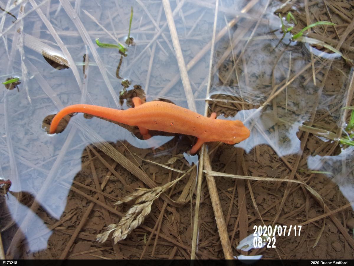 Red-spotted Newt