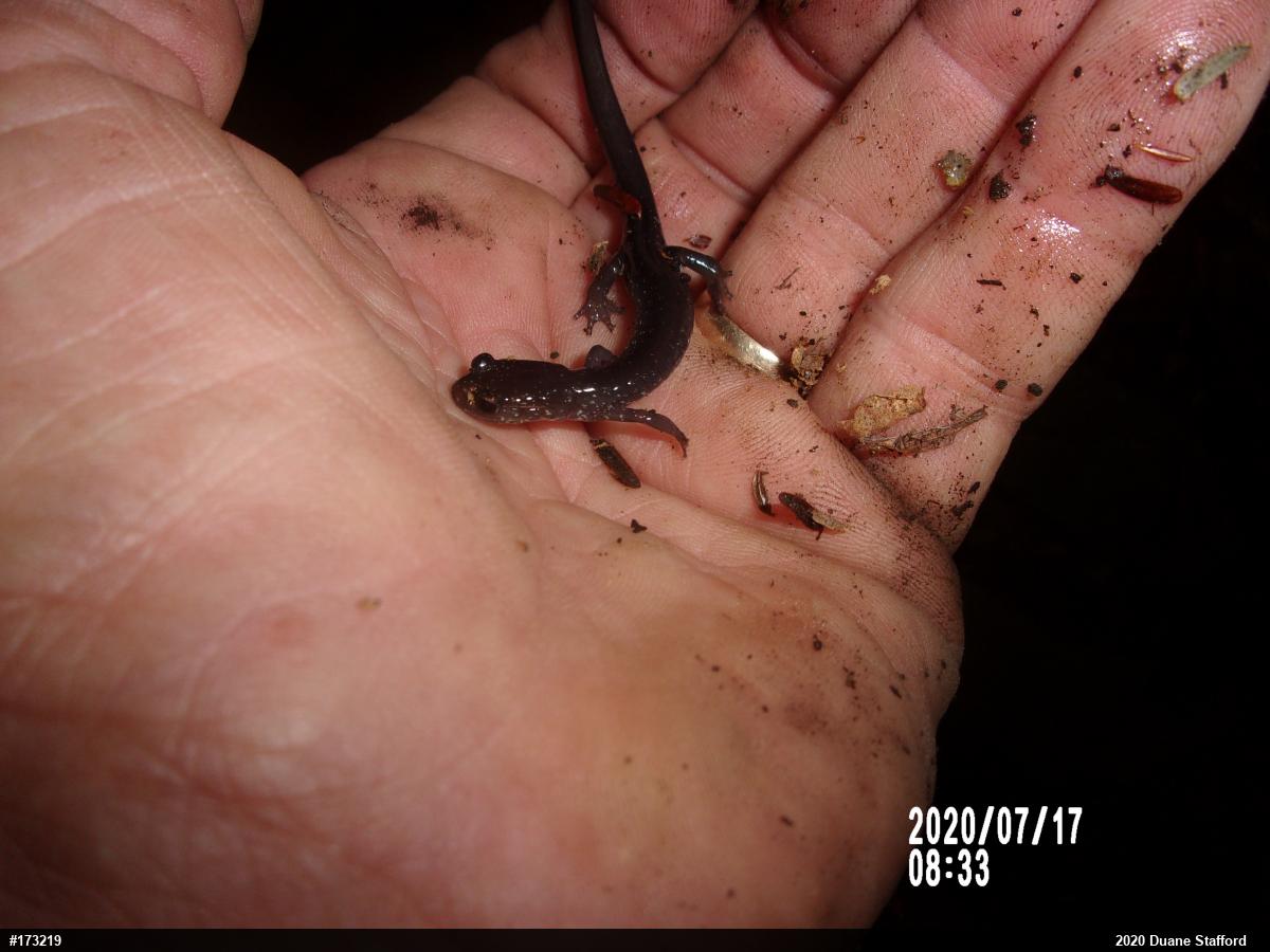 Wehrle's Salamander