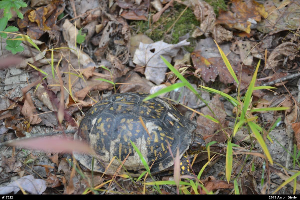 Eastern Box Turtle