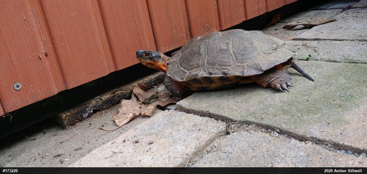 Wood Turtle