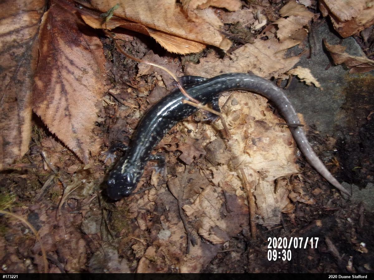 Northern Slimy Salamander