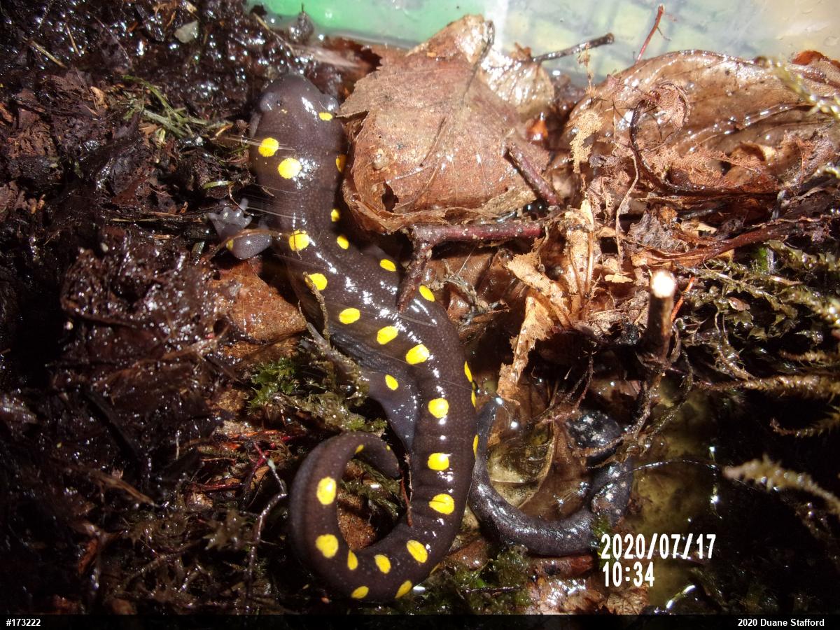 Spotted Salamander