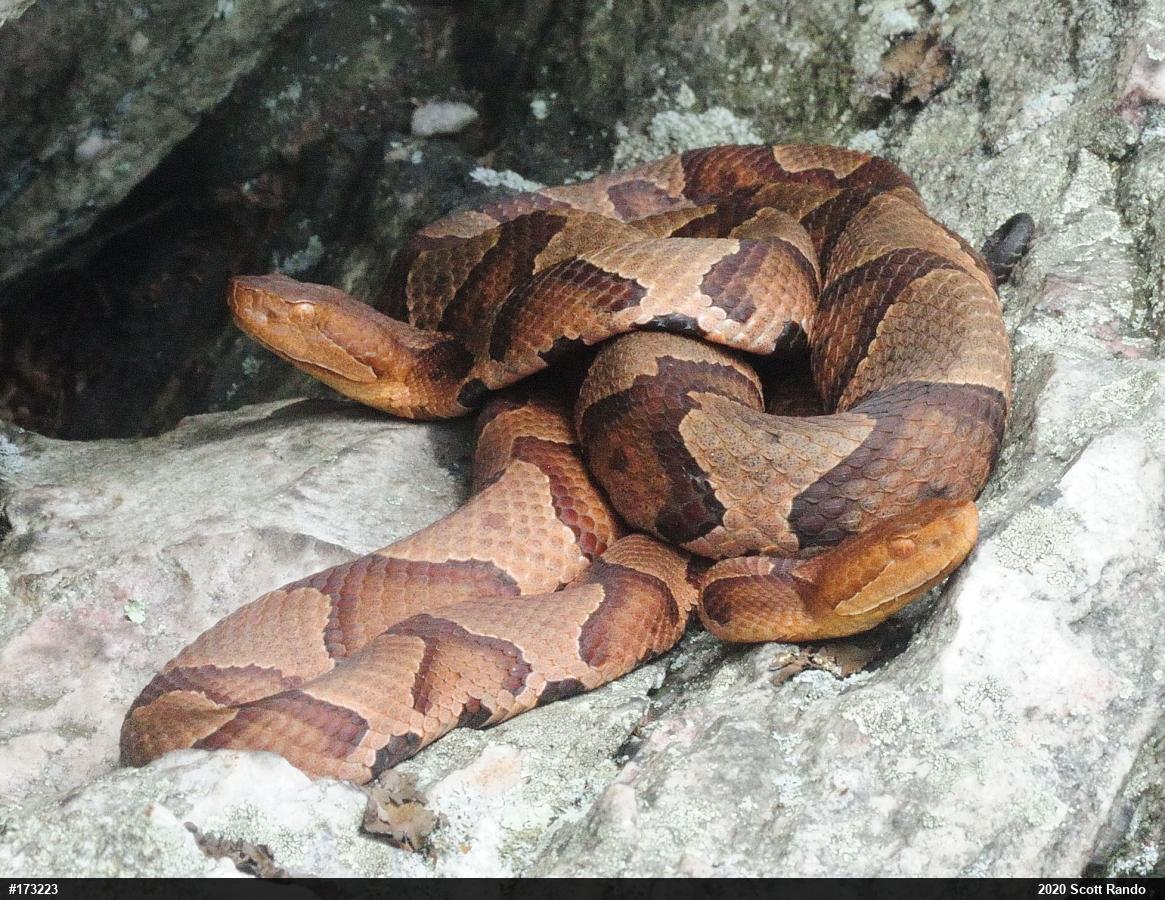 Northern Copperhead