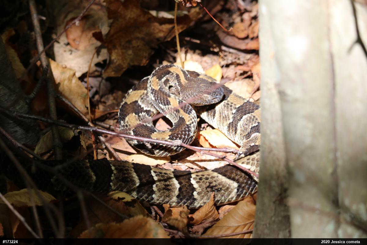 Timber Rattlesnake