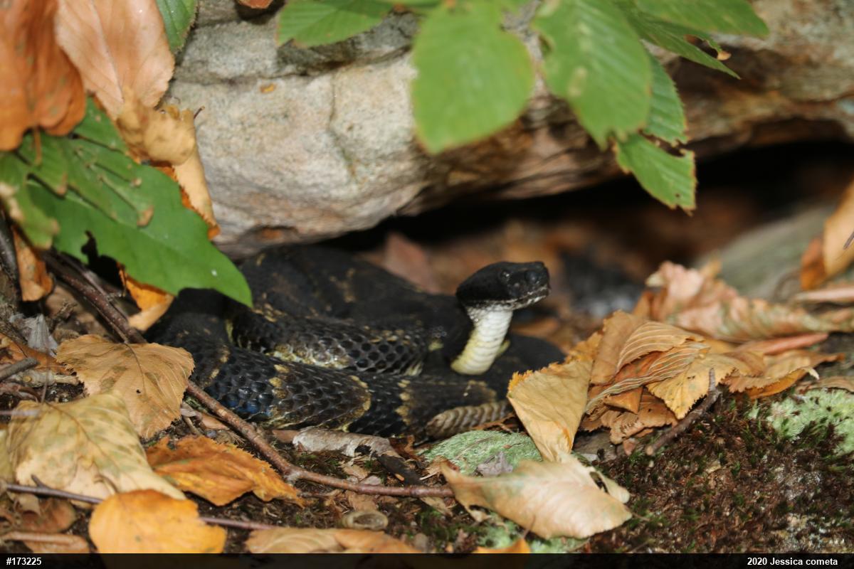 Timber Rattlesnake
