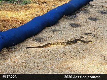Timber Rattlesnake