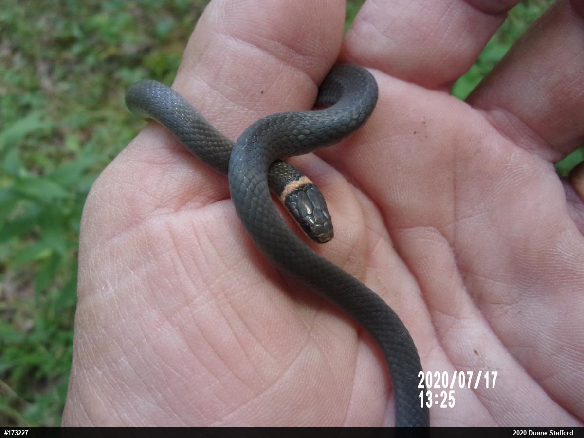 Northern Ring-necked Snake