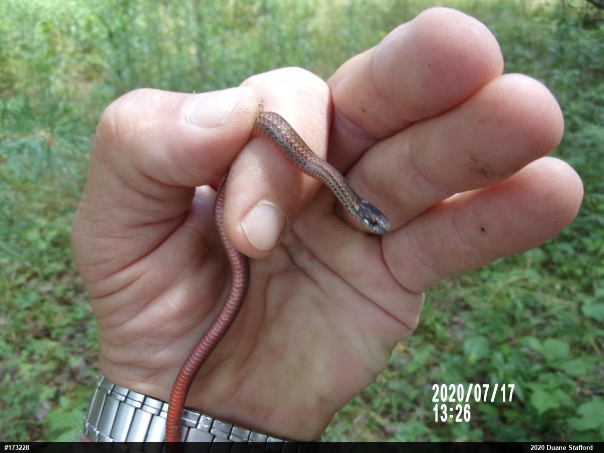 Red-bellied Snake