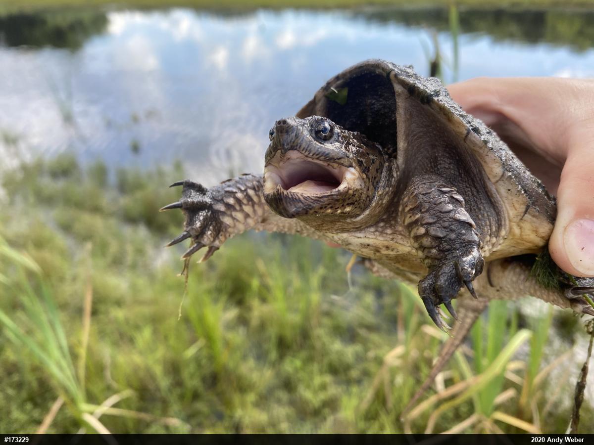 Snapping Turtle