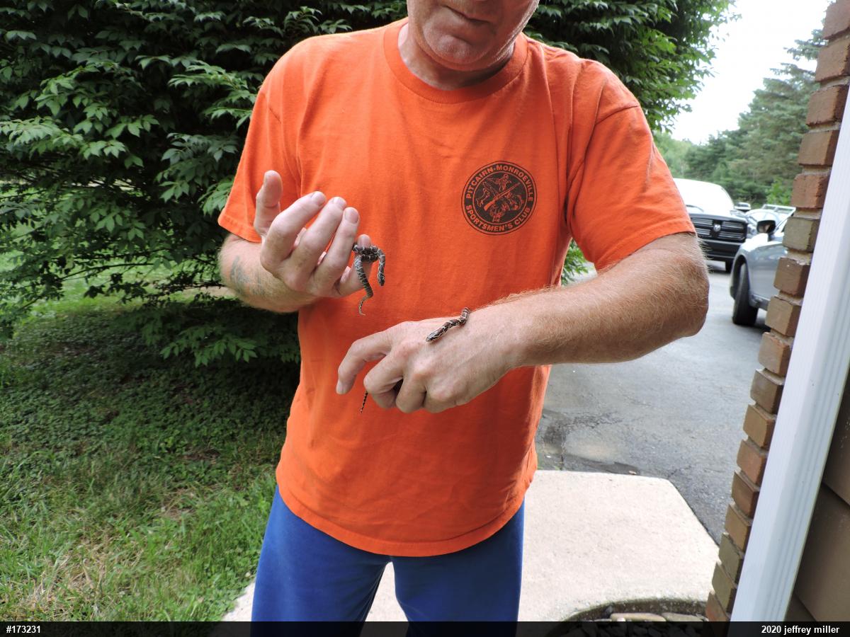 Eastern Milksnake