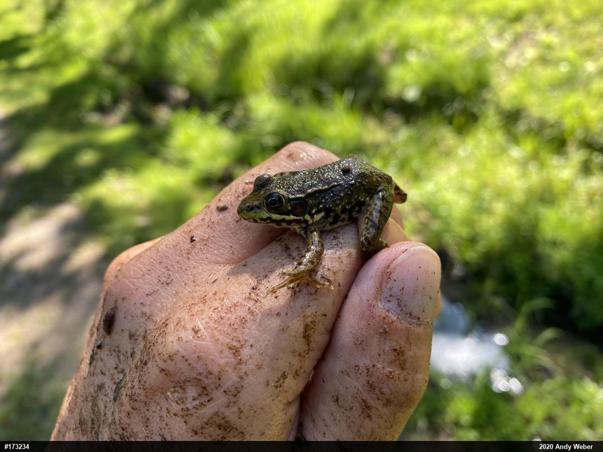 Green Frog