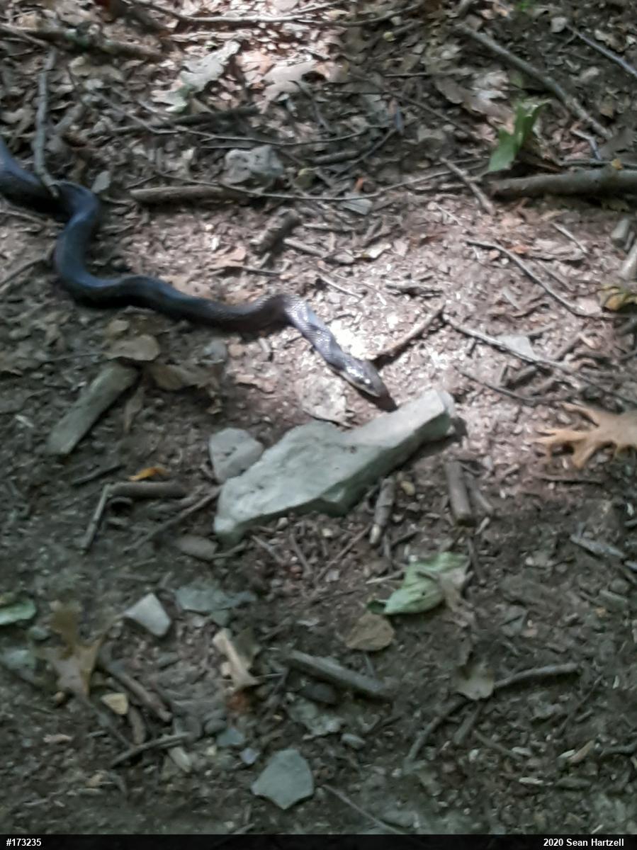 Eastern Ratsnake