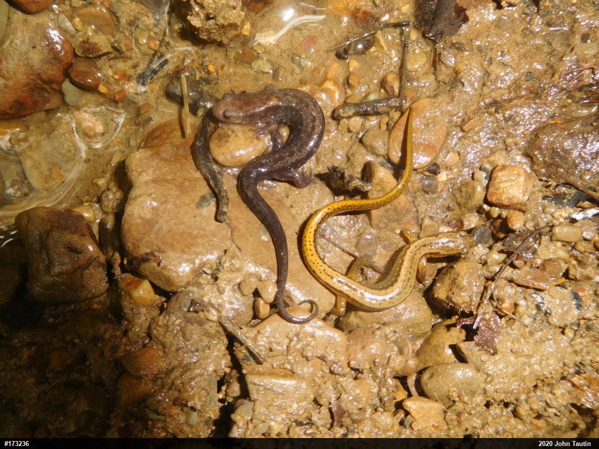 Allegheny Mountain Dusky Salamander
